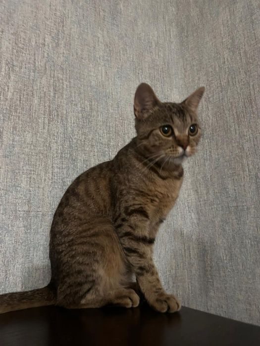 Отдам в добрые руки кошечку