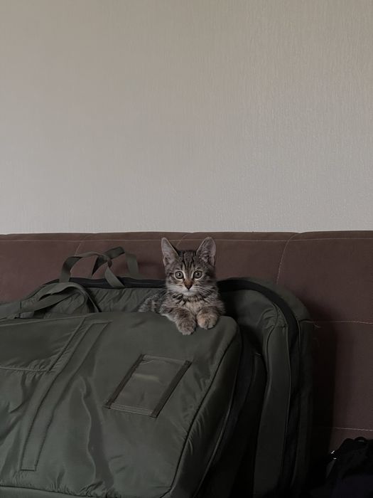 Кошечка в добрые руки