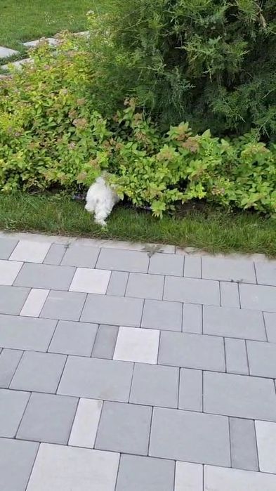 Мальтийская болонка