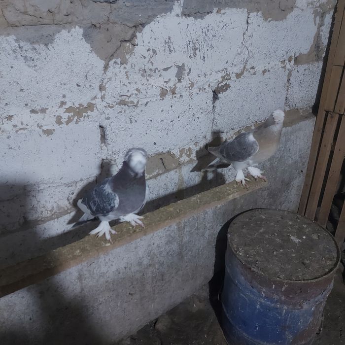 Тала насачуби двух чуби оба самец