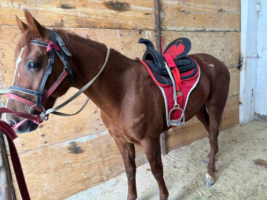 Продается лошадь Максимус