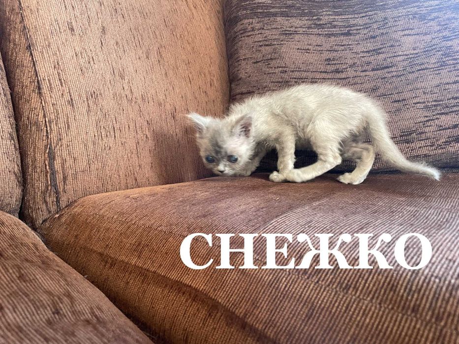 Британски късокосмести котенца