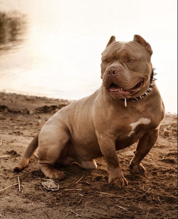 Американский булли для вязки