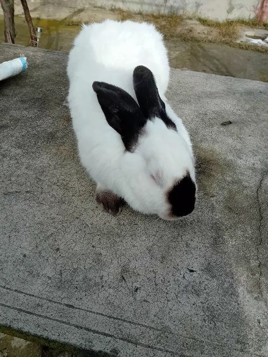 Uriaș de Transilvania