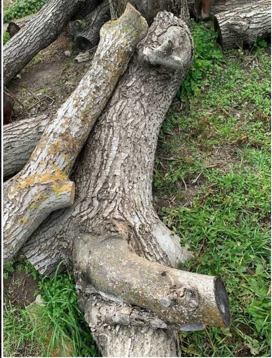 Орехови трупи, дървесина орехов материал