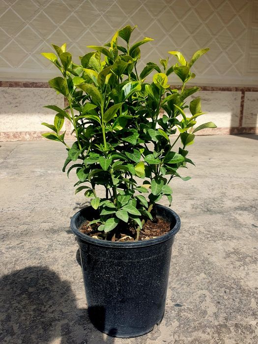 Kustarnik - Enomius Japonica