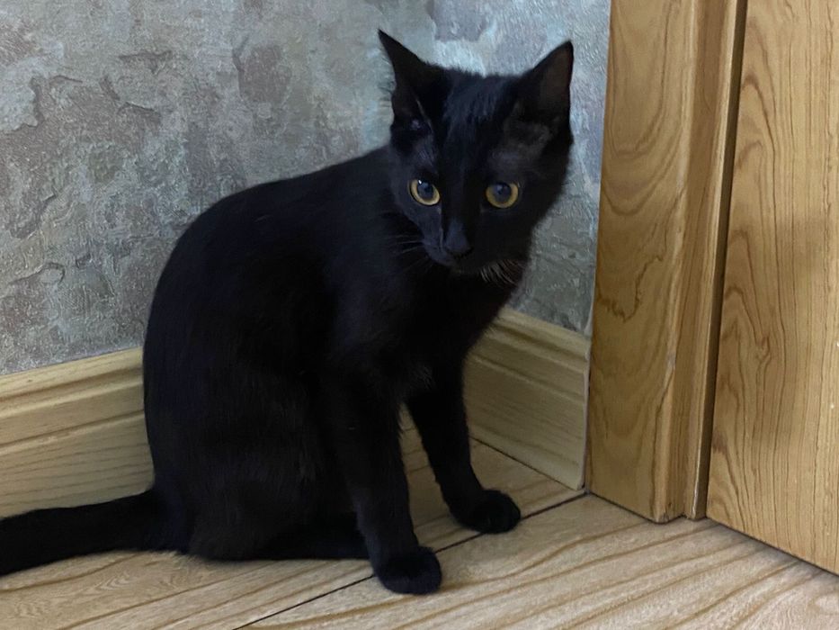 кошка девочка бесплатно в добрые руки