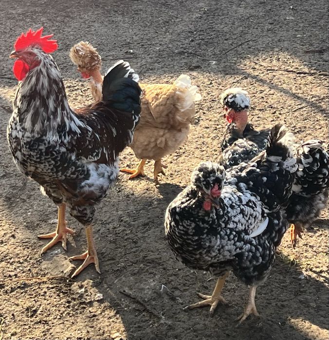 Oua incubat gaini motate golase