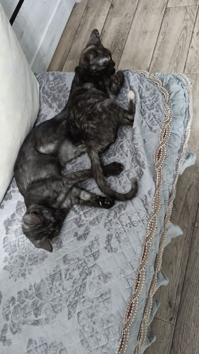 Отдам котят в хорошие ,добрые руки