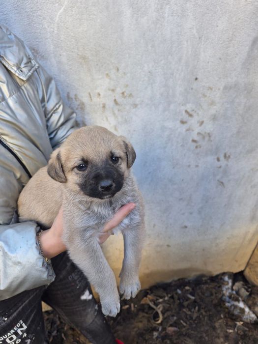 Pui de căței pentru adopție – caută familii responsabile