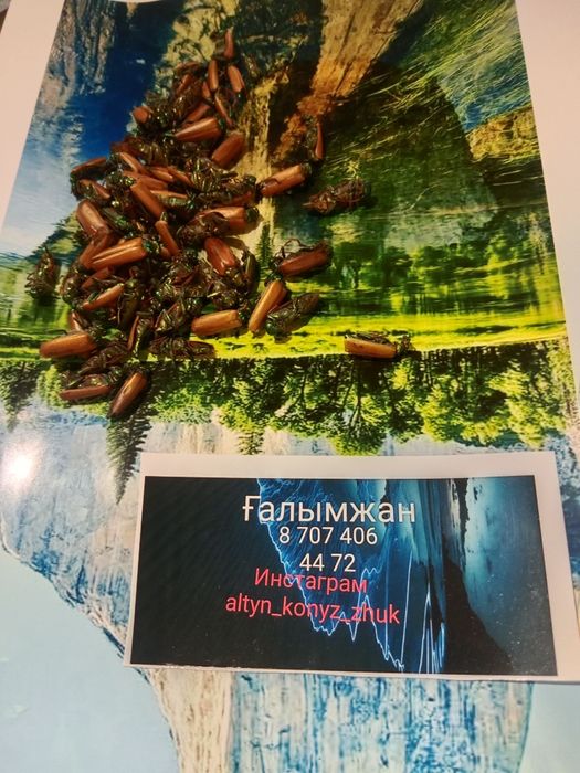 Алтын коныз Майский жук