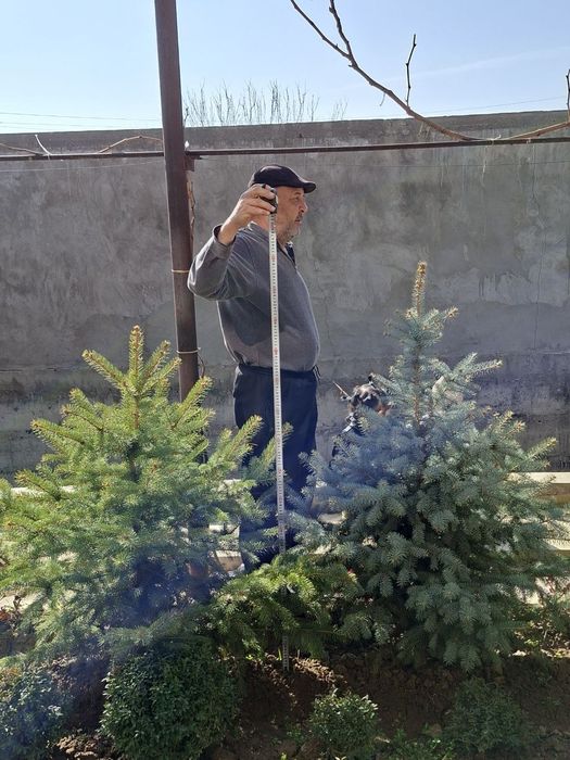 Goluboy Gel  ko'k archa ko‘chati sotiladi