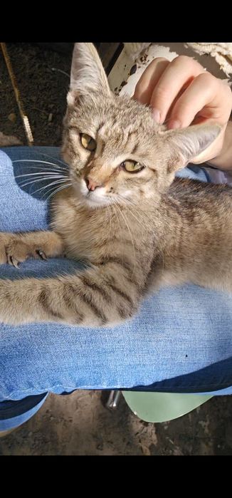 Котёнок девочка в добрые руки