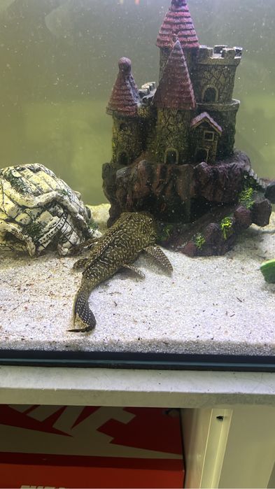 Pleco gibiceps 20 cm