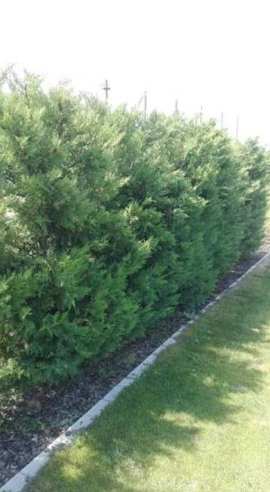 Leylandii Chiparos