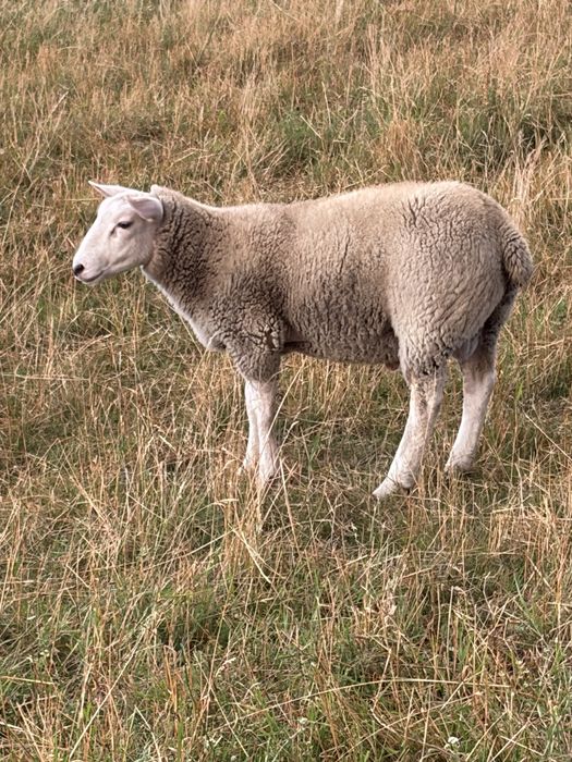 Oi texel