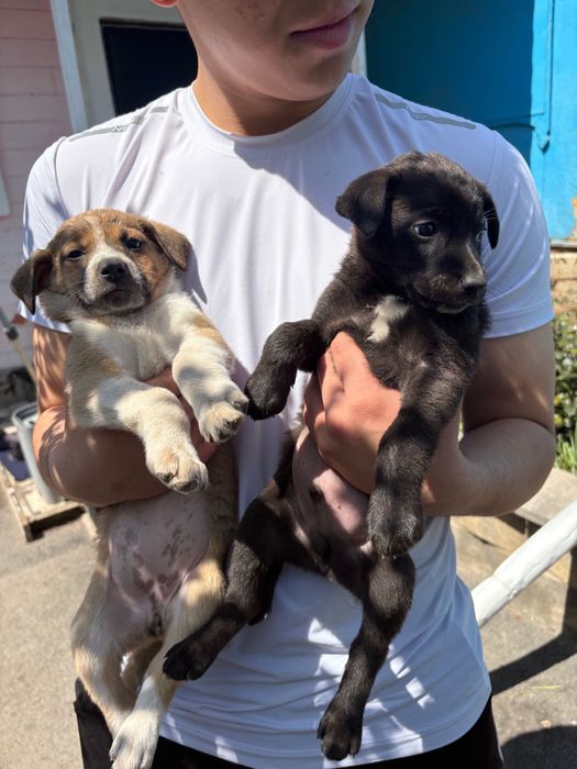 Щенков бесплатно