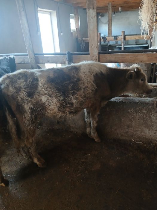 Бичоклар сотилади 1жасар шарва молдар