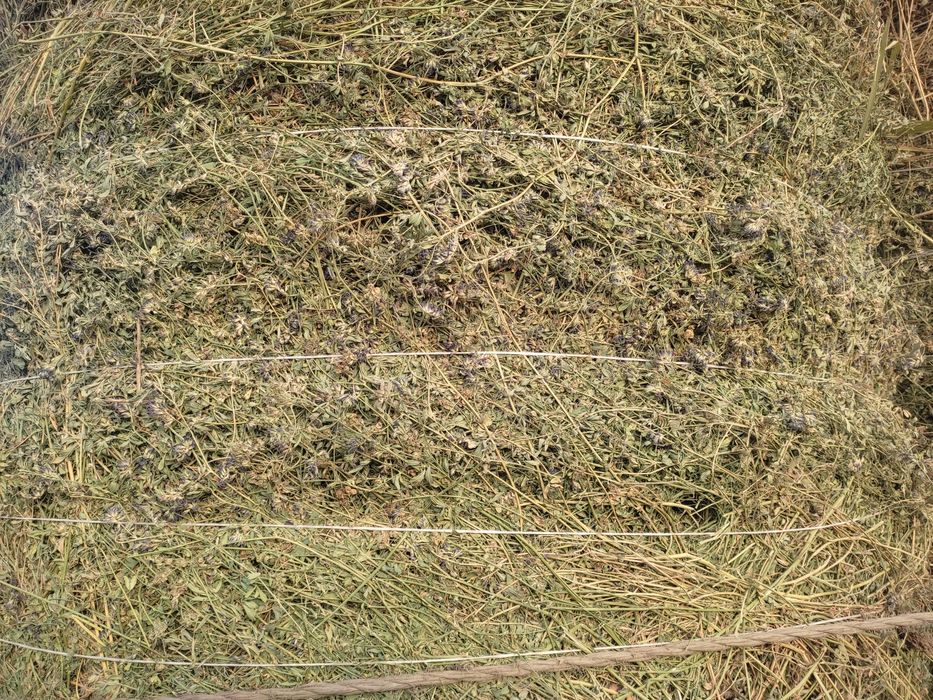 Сено рулонах (жоңышқа)