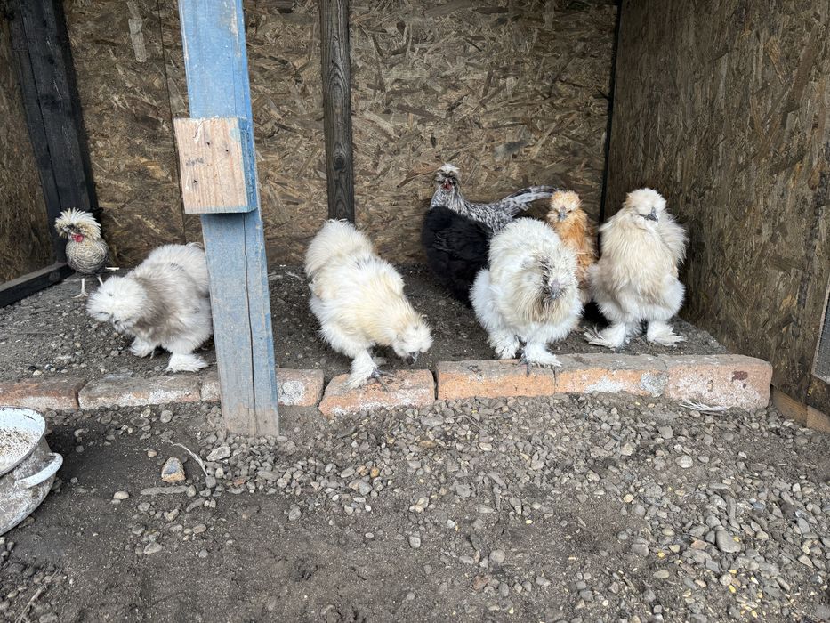 Vend cocosei din rasele: mastade japoneza , motata olandeza