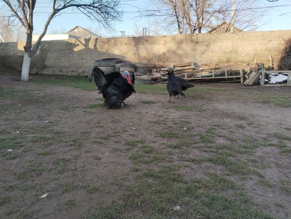 Үндык сатылады ек Мекен мен