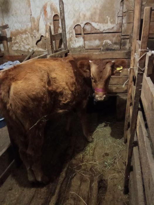 Продаю бычка  подсосного