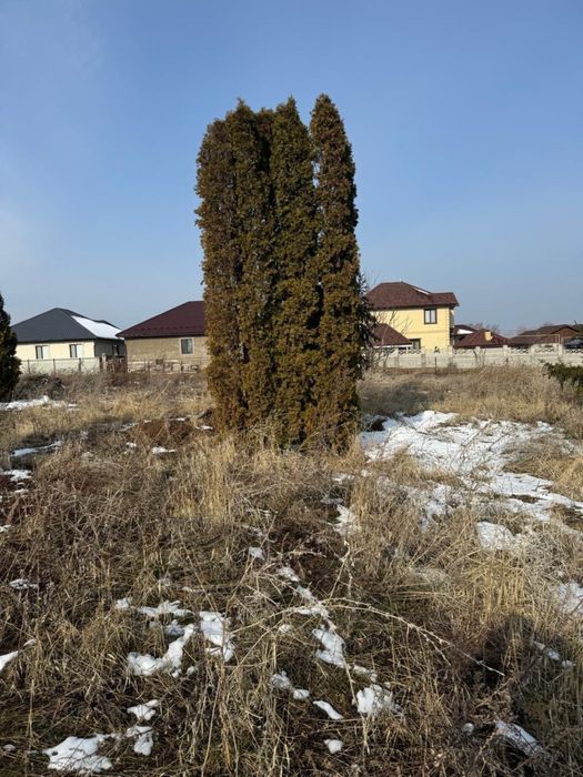 Продаются ёлки туи