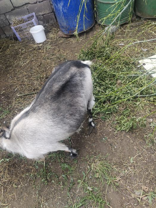 Продам  дойную козу