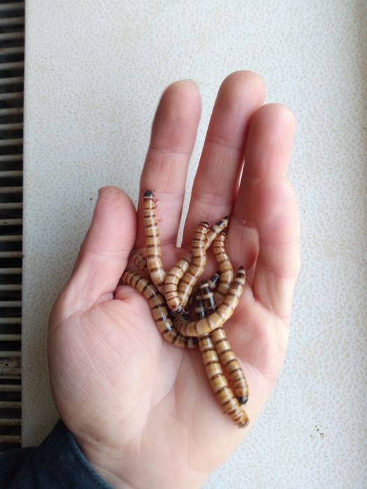 VIERMI DE FAINA Tenebrio molitor și Superworms