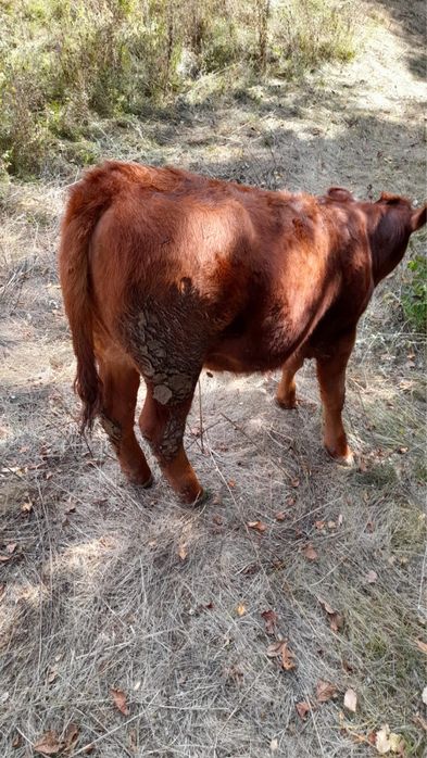Vițea Angus disponibila!