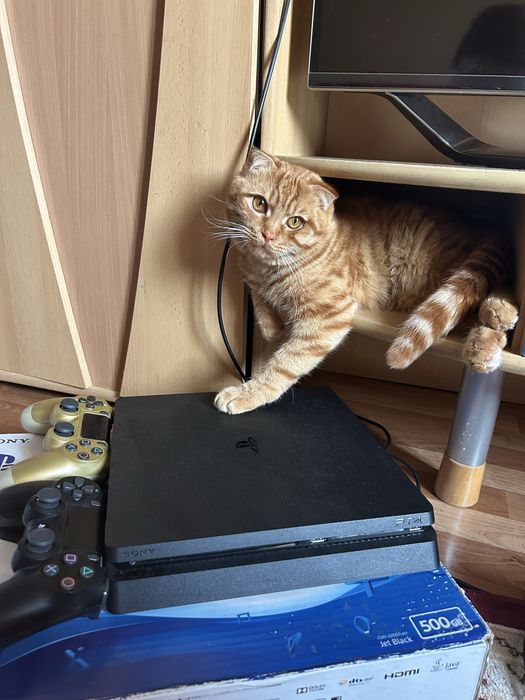 Отдам кота
