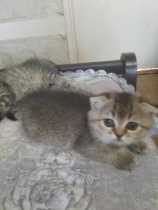 Шотландские котята
