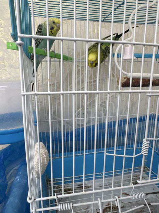 Волнистые Попугайчики Алматы