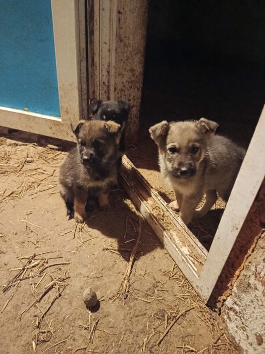 Щенки немецкой овчарки