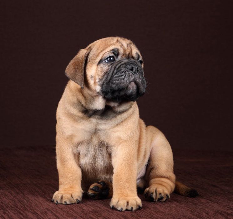 Континентальный бульдог