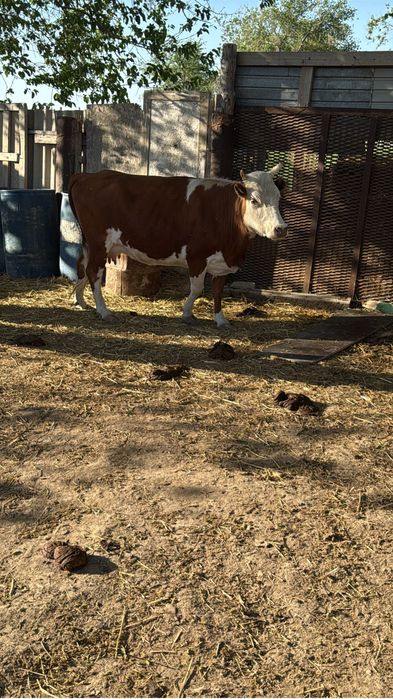 Семіз сиыр сатылады