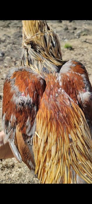 Дакан Июньский петух