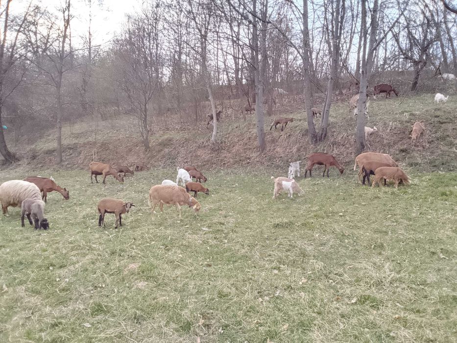 Miei, iezi, berbeci, tapi si capre, rase de carne si de lapte