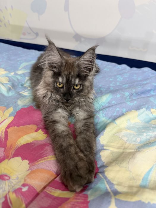 Котенок мейнкун мальчик