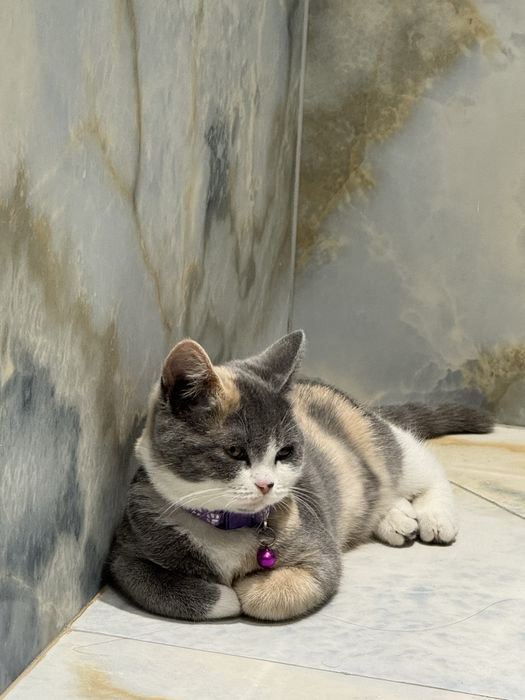 Scottish Straight mushugi sotiladi