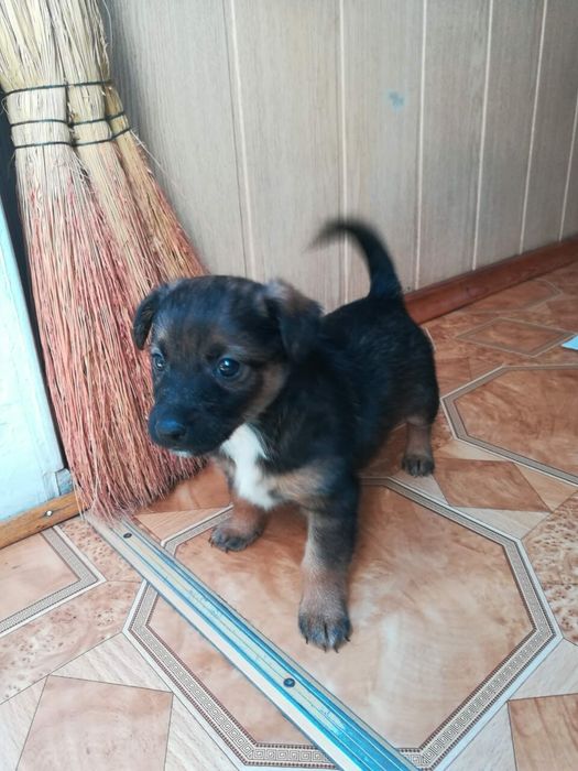 Щенок  в добрые руки