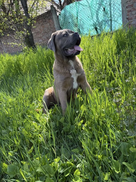 Mascul Cane Corso