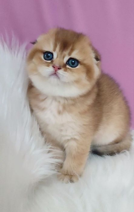 Скотиш фолд золотая шиншилла