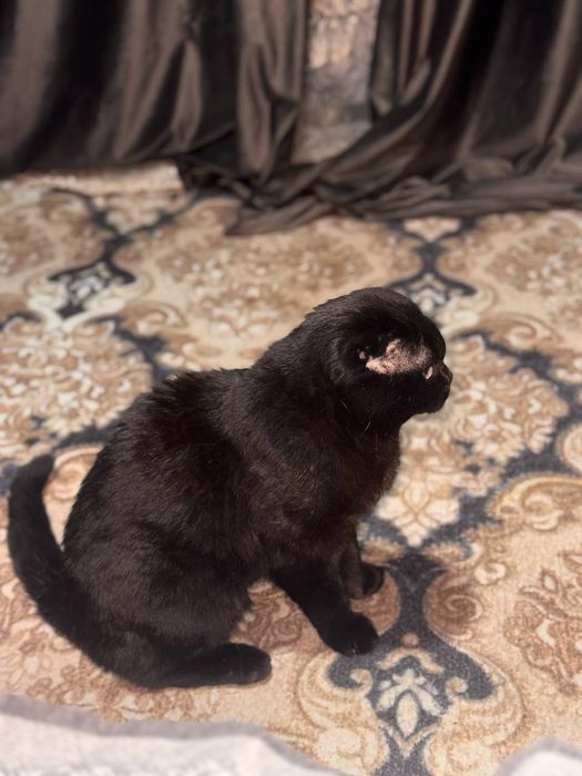 Шотланский вислохухий