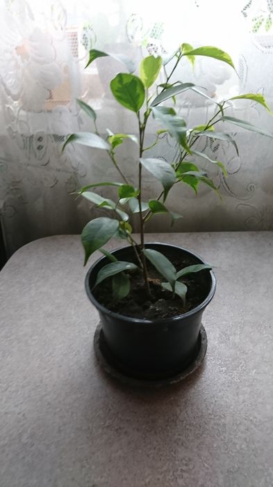 Фикус Бенджамина