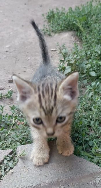 Отдам котят в хорошие руки.