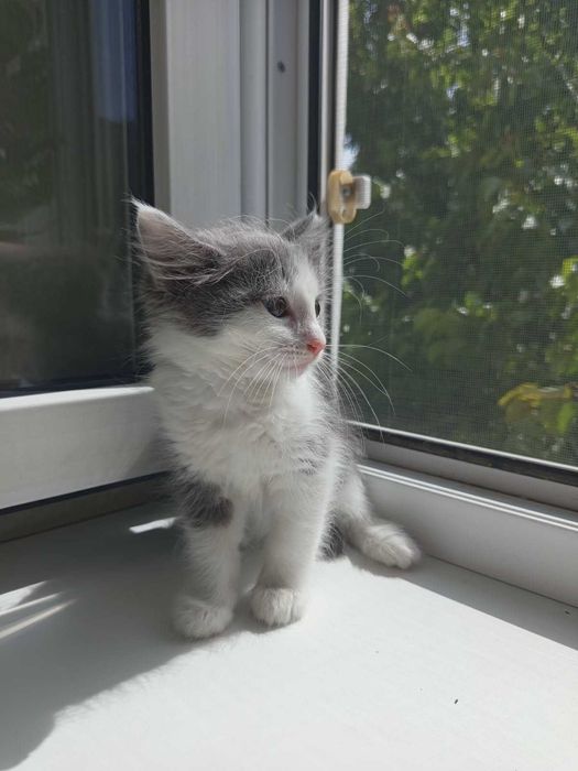 Котята бесплатно