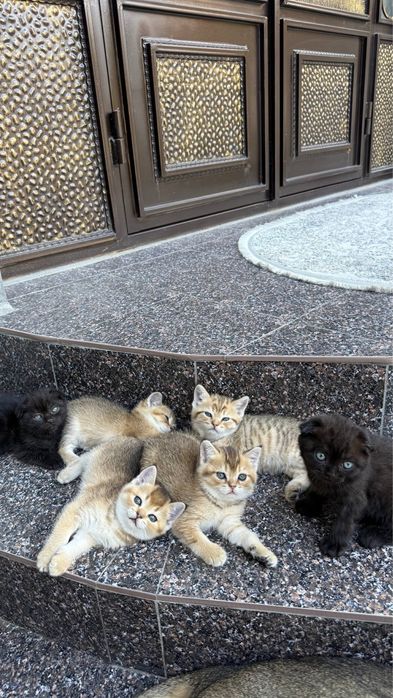 Продается миленькие котята