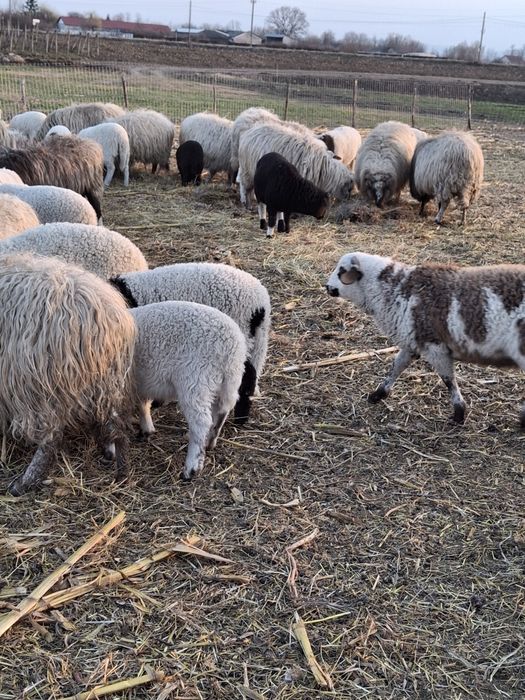 Vand miei rasa dorper