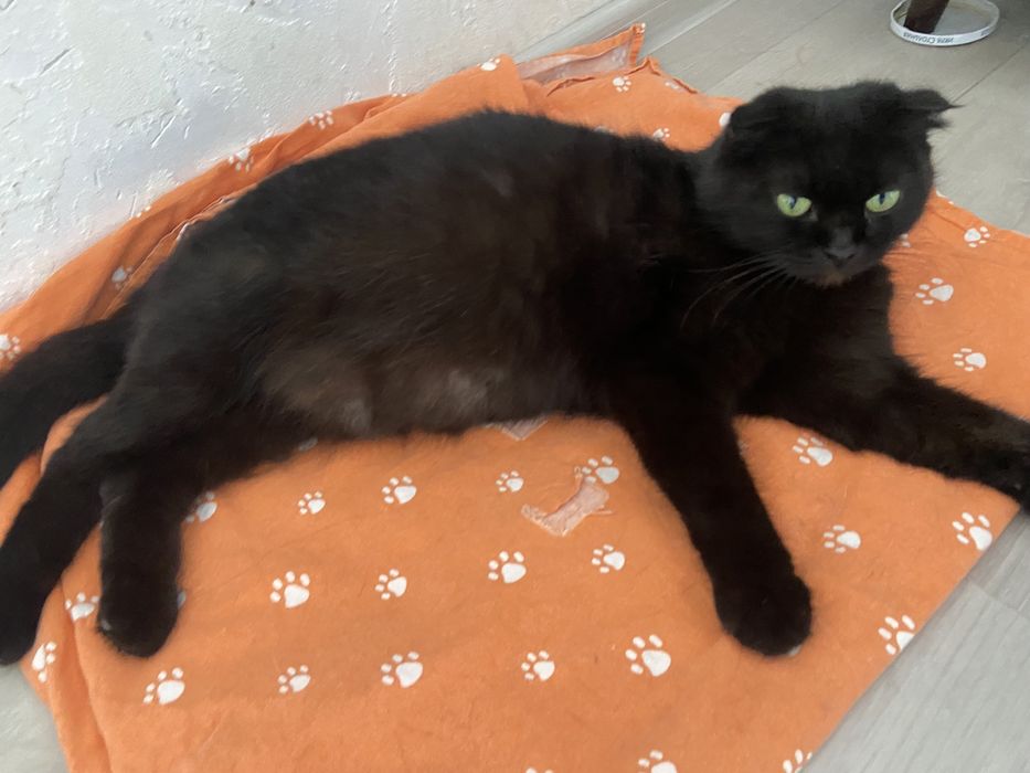 Отдам кошку вислоухая